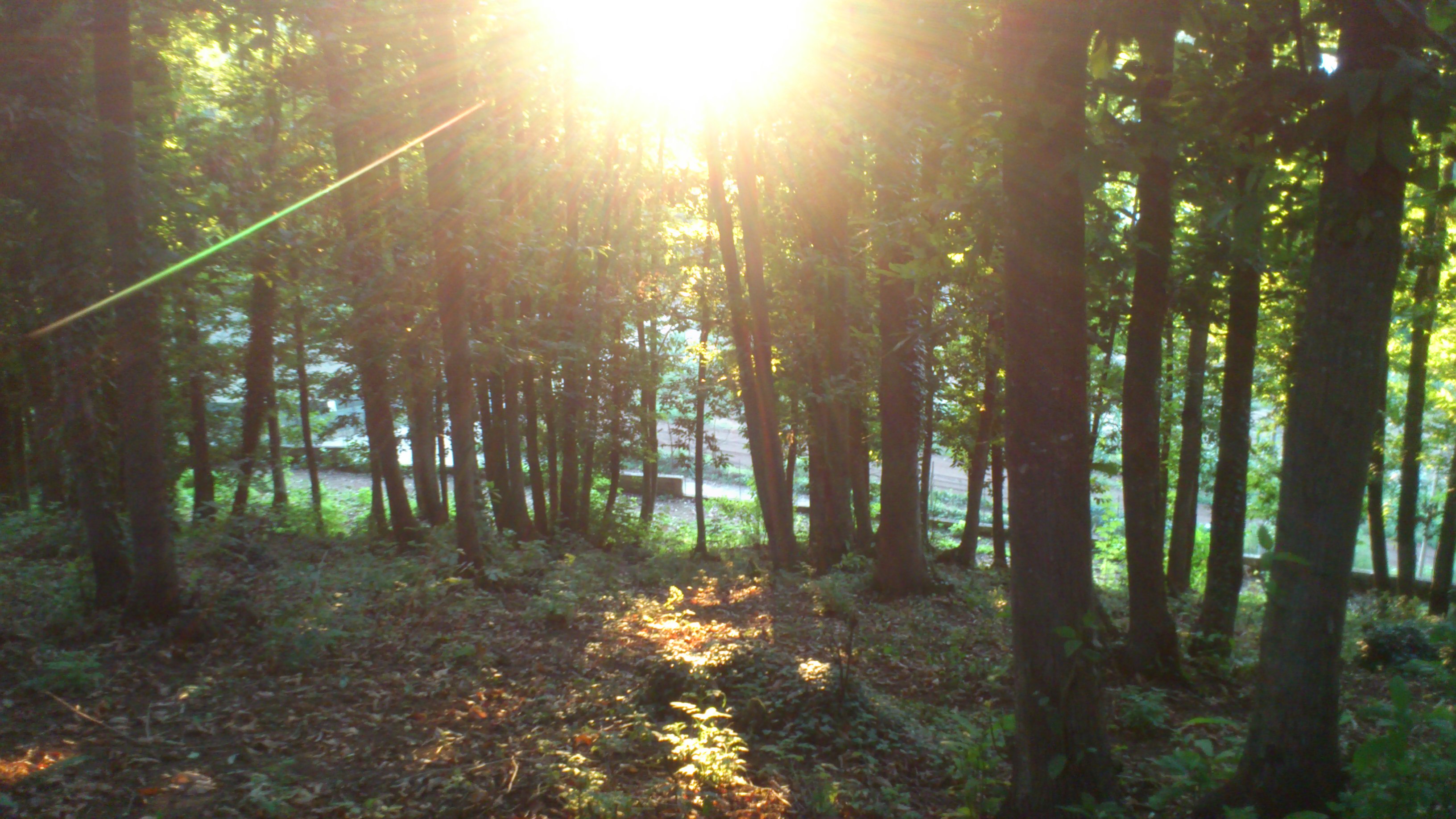 Bosco dentro la Struttura